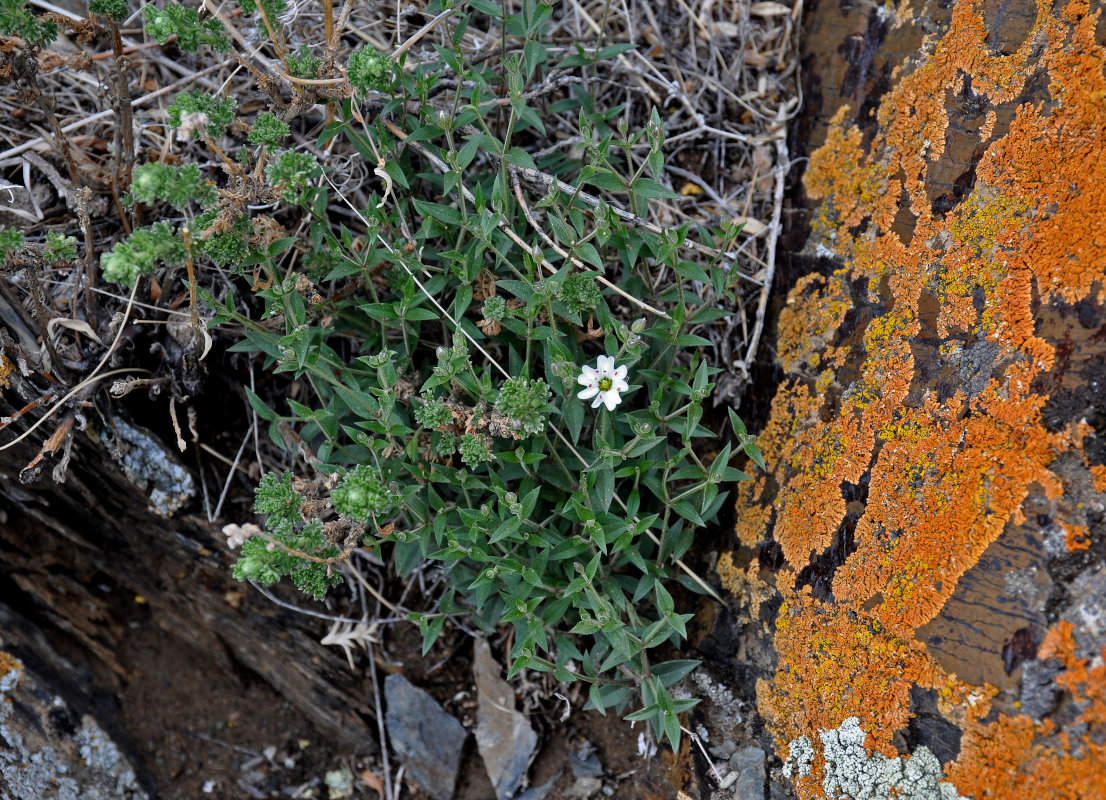 Image of Stellaria amblyosepala specimen.