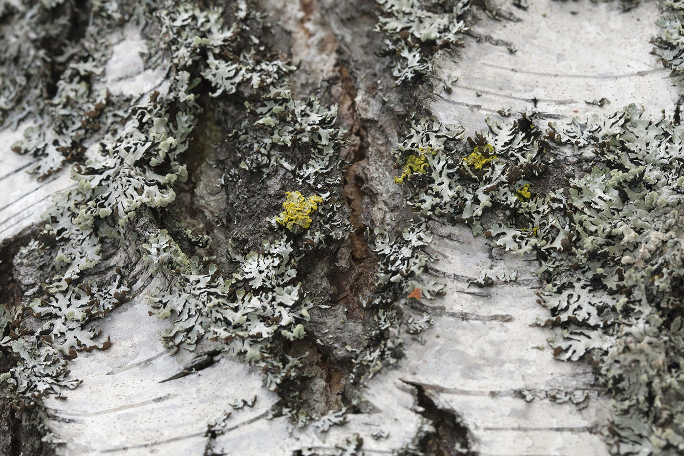 Image of Vulpicida pinastri specimen.