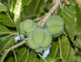 Casimiroa edulis