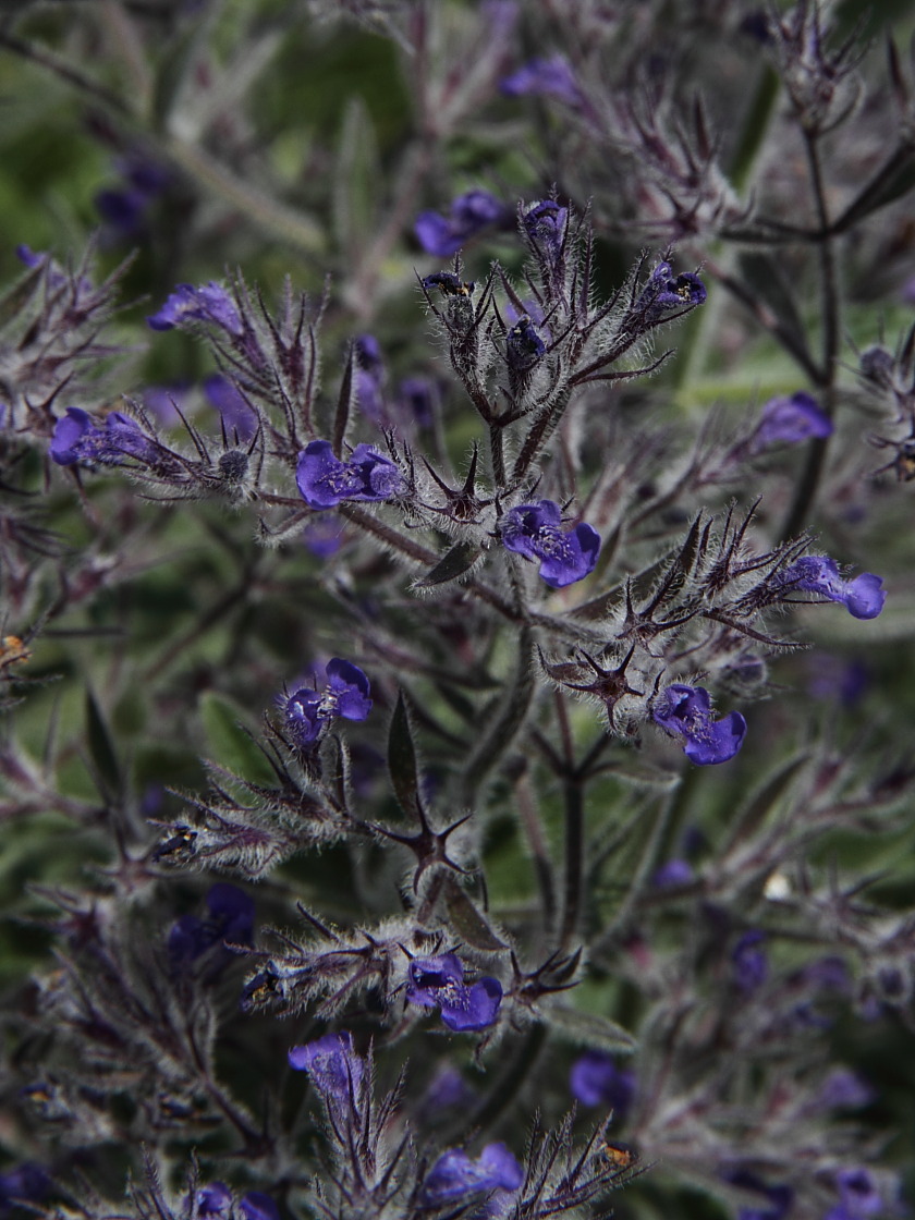 Image of Nepeta parviflora specimen.