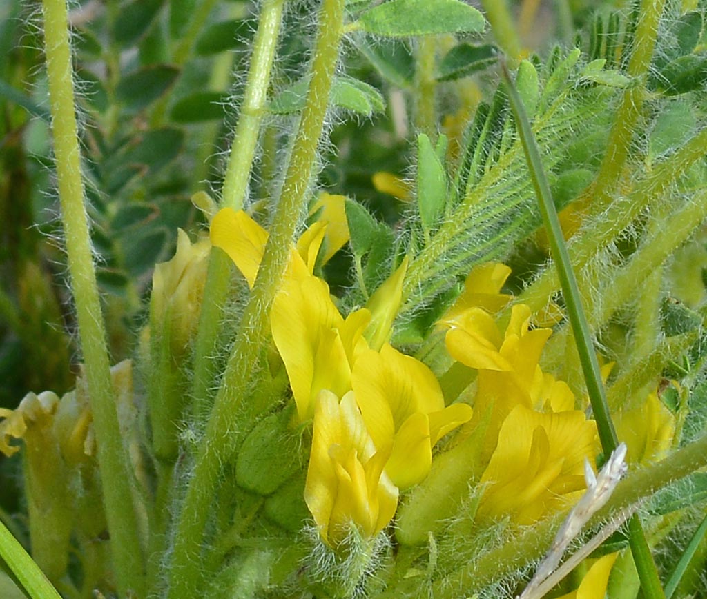 Изображение особи Astragalus lithophilus.