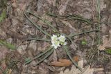 Ornithogalum fimbriatum