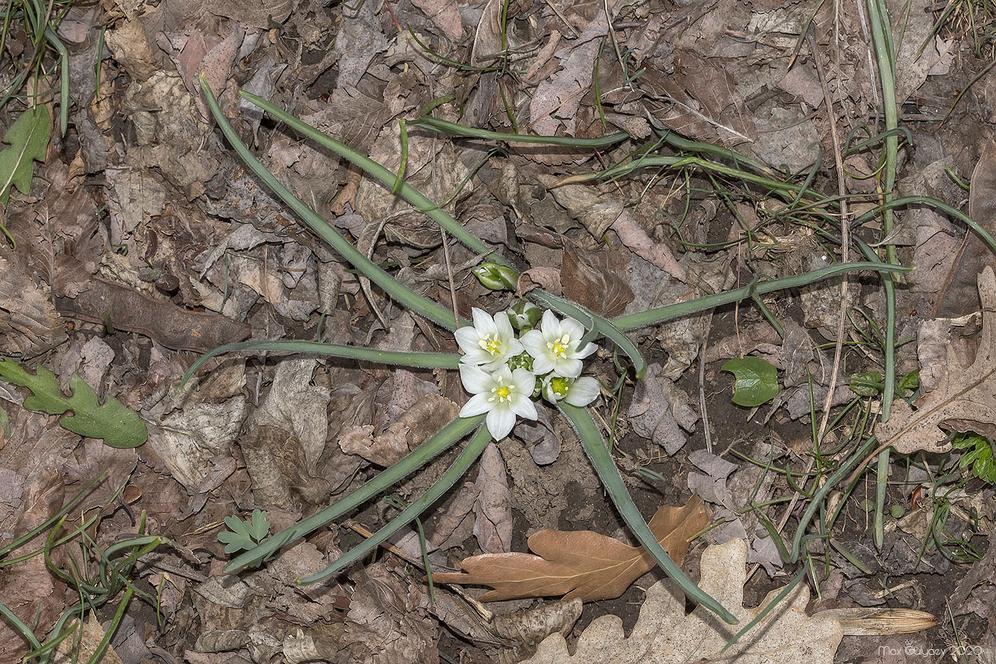 Image of Ornithogalum fimbriatum specimen.