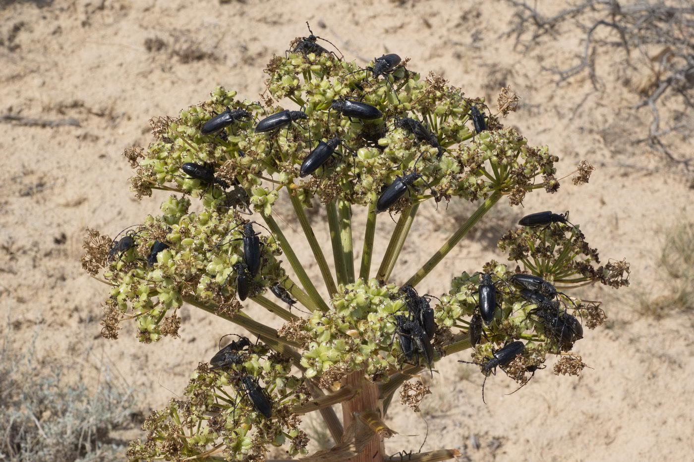 Image of Ferula foetida specimen.