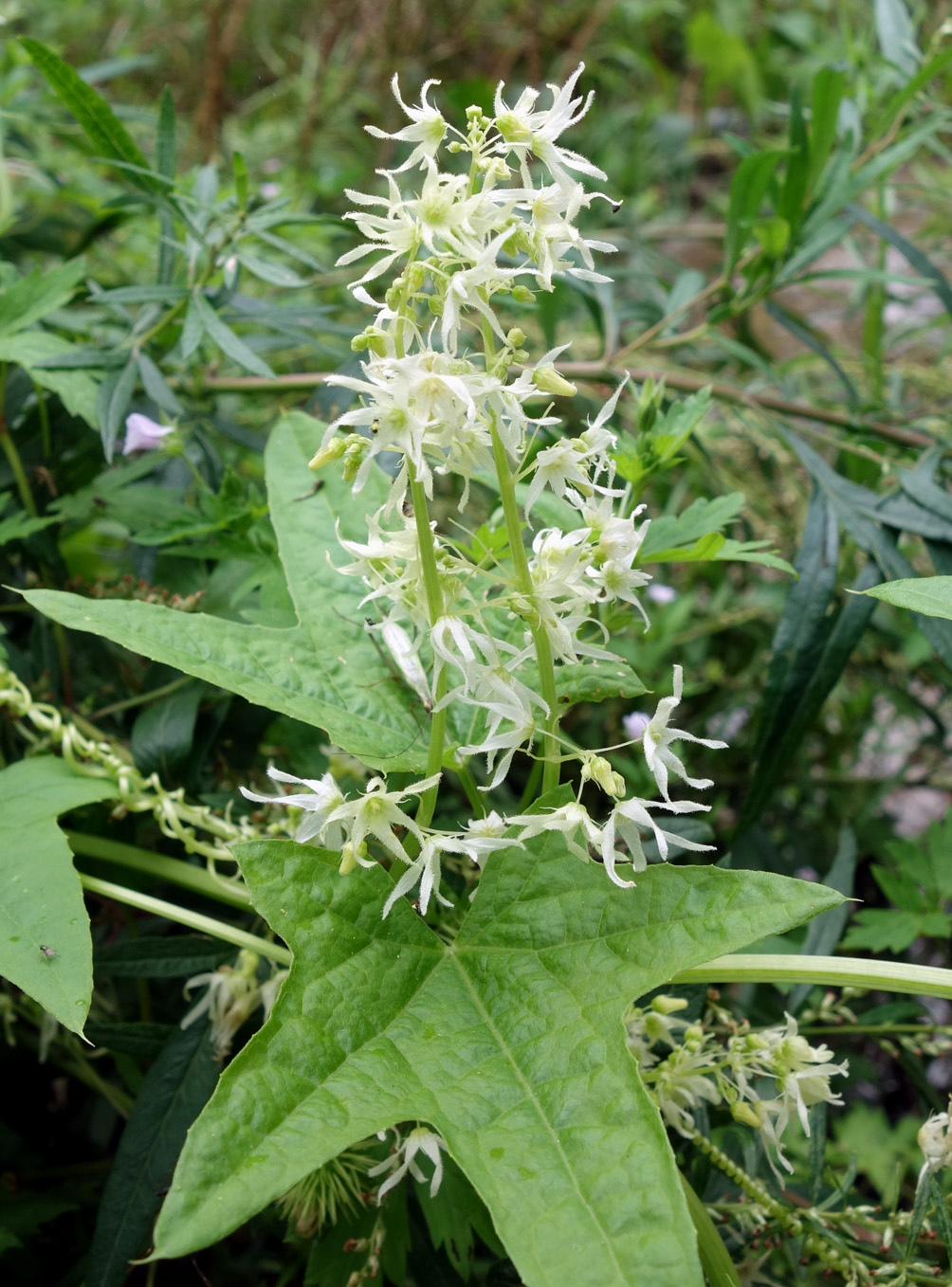 Изображение особи Echinocystis lobata.