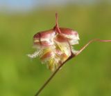 Image of taxon representative. Author is Геннадий Окатов
