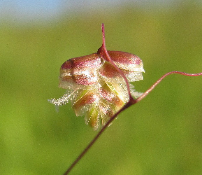Image of Briza media specimen.