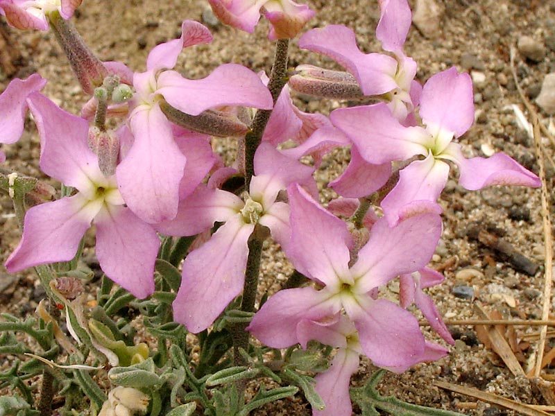 Изображение особи Matthiola sinuata.