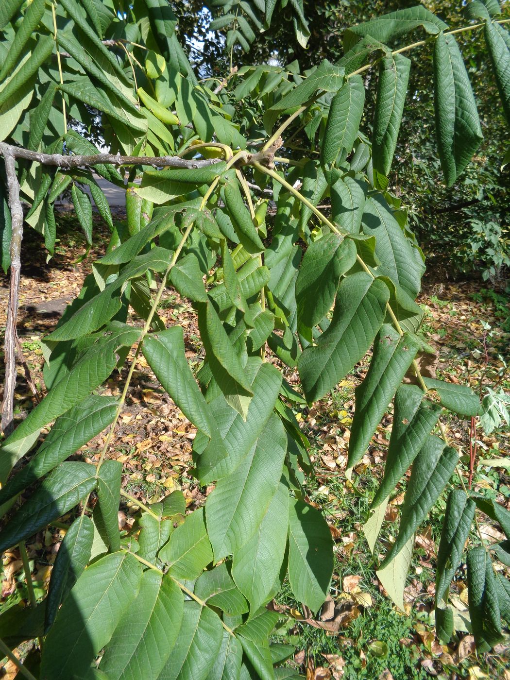 Image of Juglans mandshurica specimen.