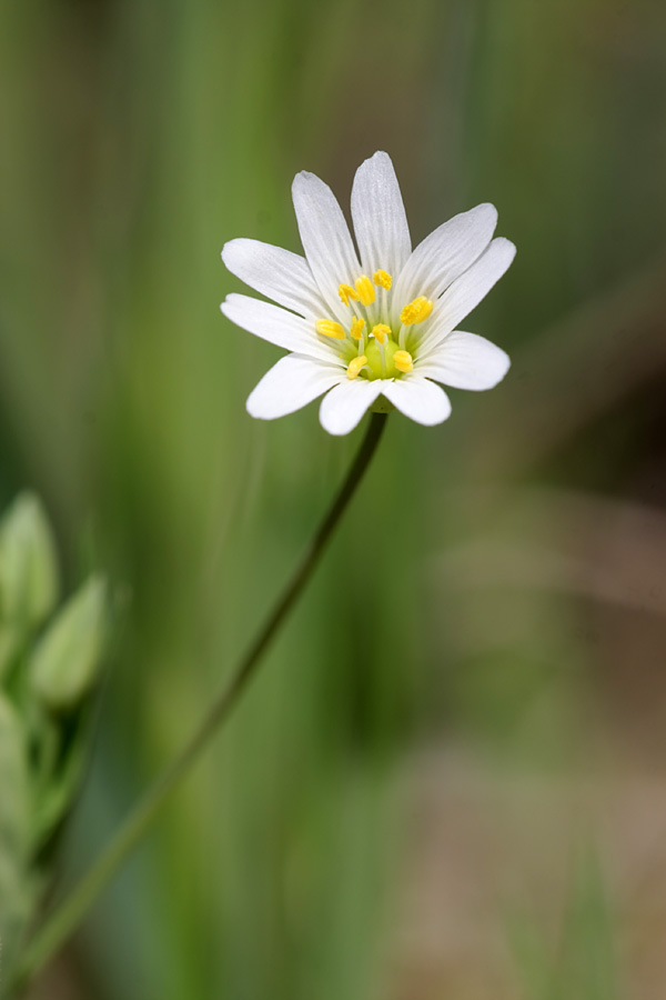 Image of Stellaria holostea specimen.