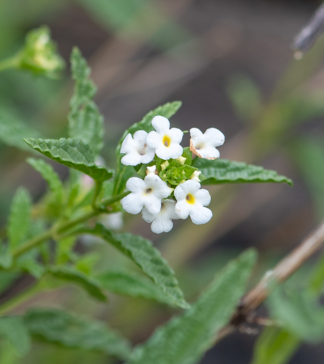 Image of Lantana dinteri specimen.