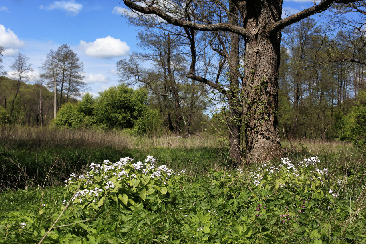 Изображение особи Lunaria rediviva.