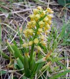 Orchis punctulata