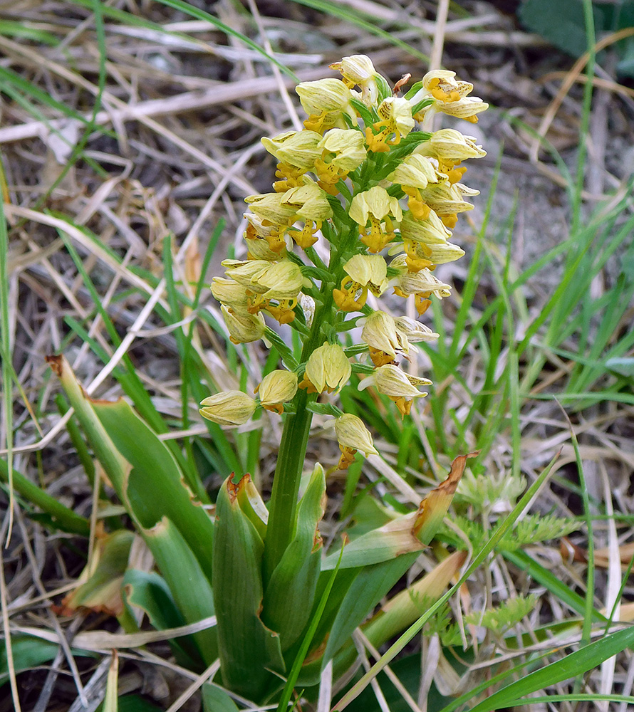 Изображение особи Orchis punctulata.