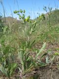 Potentilla impolita. Верхушка цветущего растения. Южный Казахстан, сев. макросклон зап. части Киргизского хр., ущ. Шошкалы, ≈ 950 м н.у.м., степь в придонной части ущелья. 7 июня 2020 г.