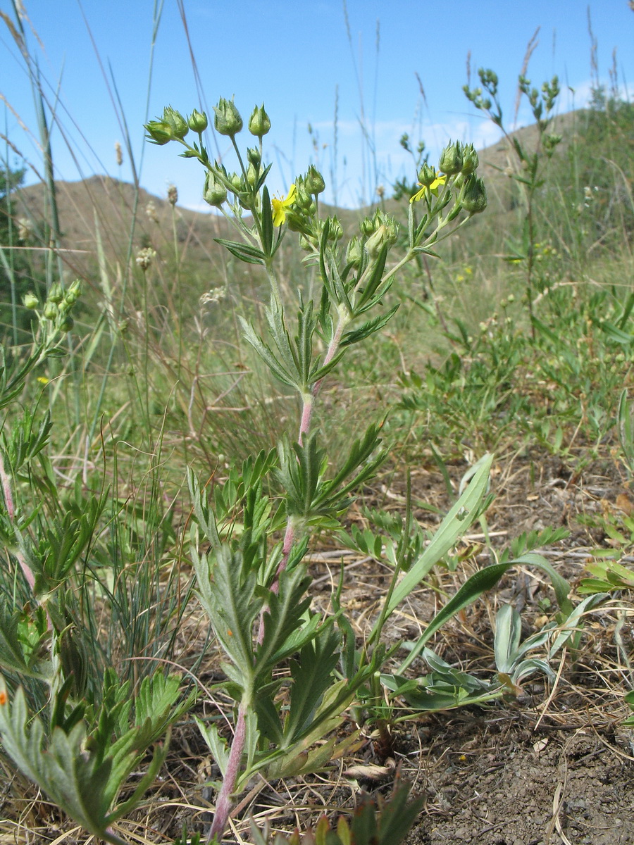 Изображение особи Potentilla impolita.