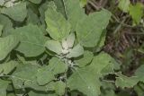 Chenopodium album