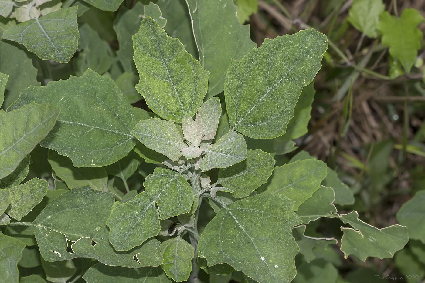 Изображение особи Chenopodium album.