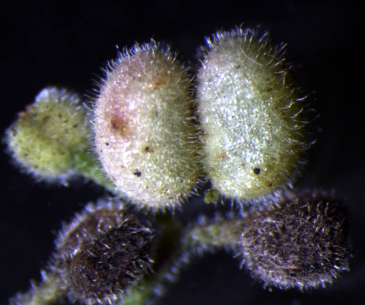 Image of genus Galium specimen.