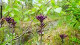 Bartsia alpina