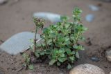 Sedum spurium