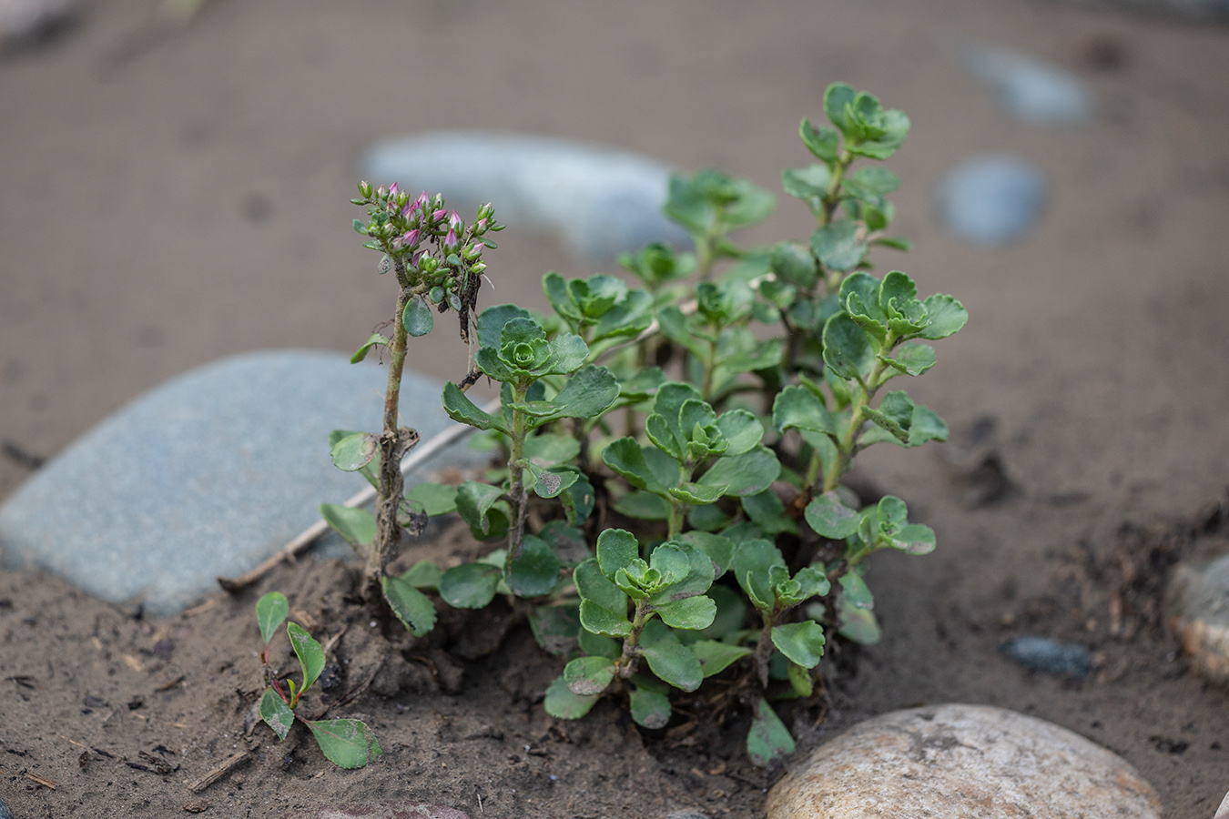 Изображение особи Sedum spurium.
