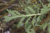 Tanacetum vulgare