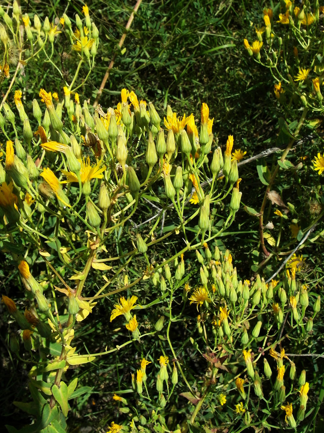 Image of Hieracium virosum specimen.