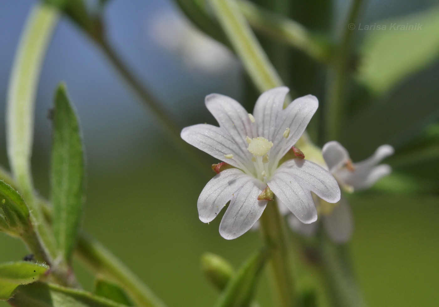 Image of Epilobium fastigiato-ramosum specimen.