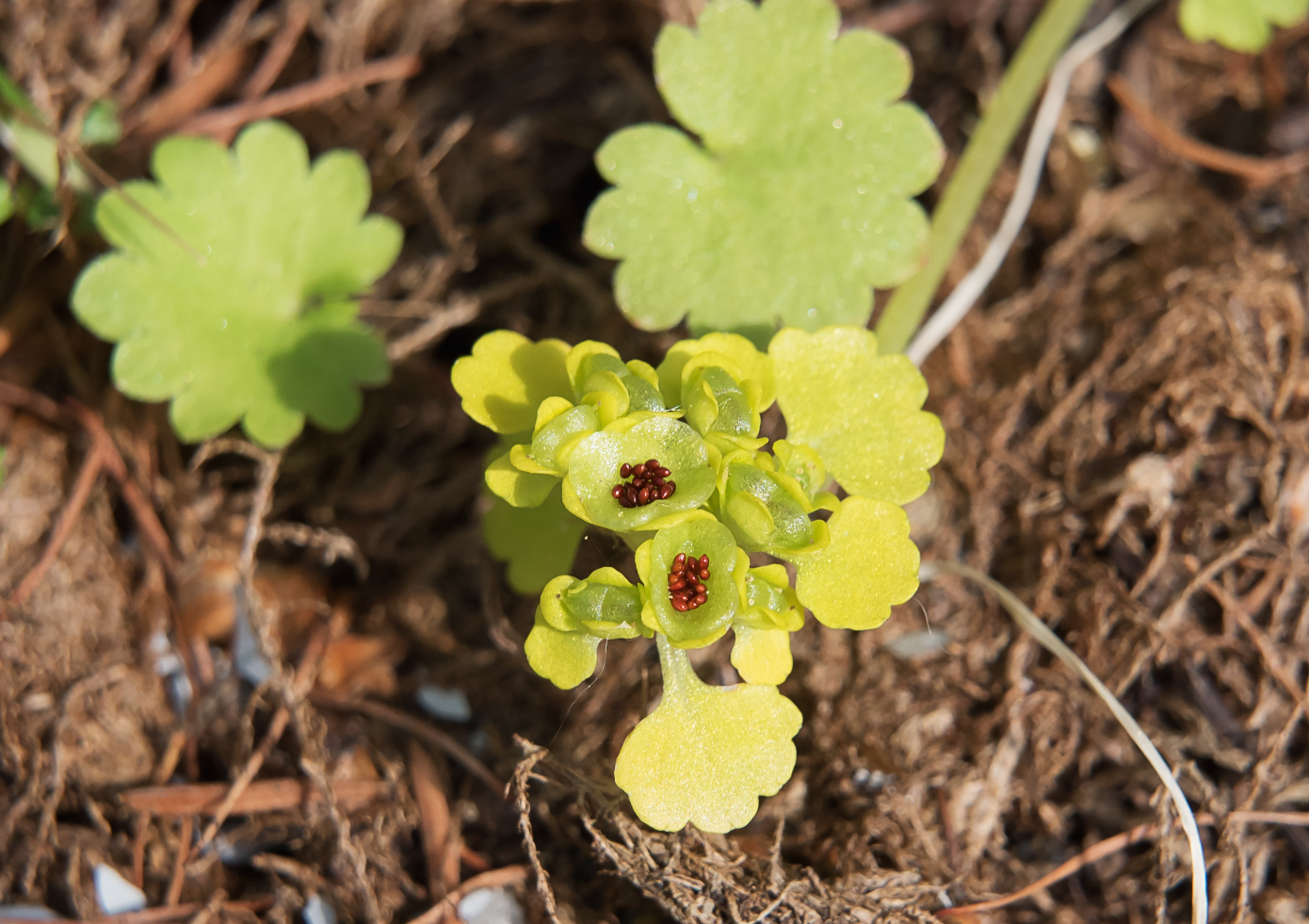 Изображение особи Chrysosplenium sibiricum.