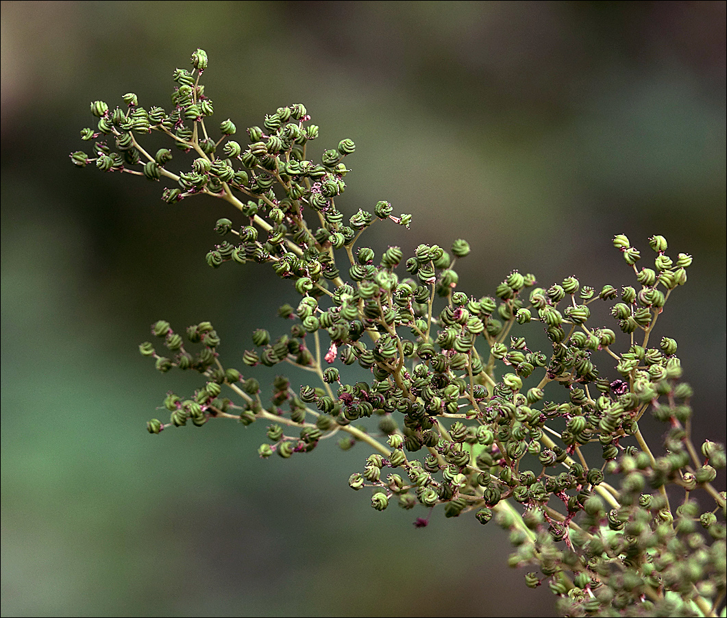 Изображение особи Filipendula ulmaria.