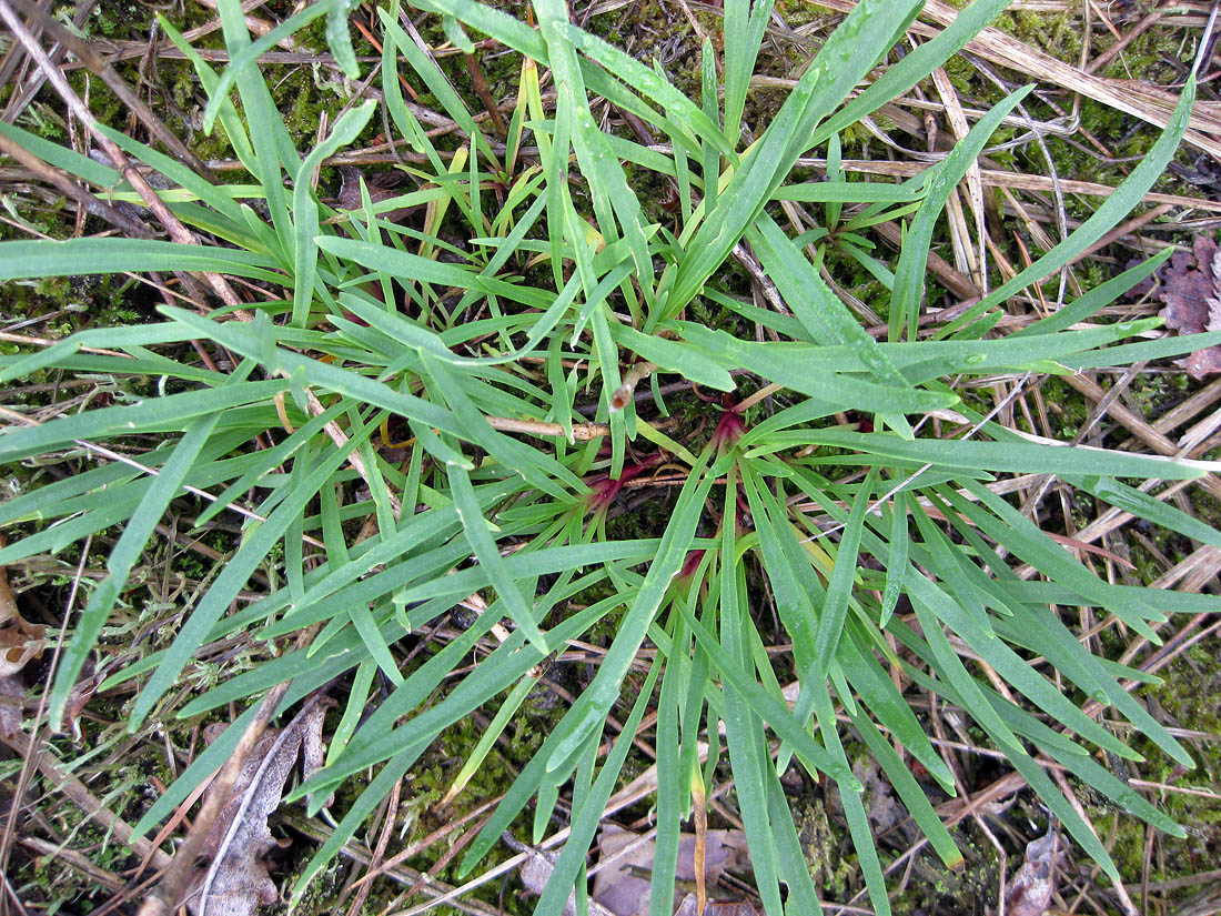 Image of Gypsophila fastigiata specimen.