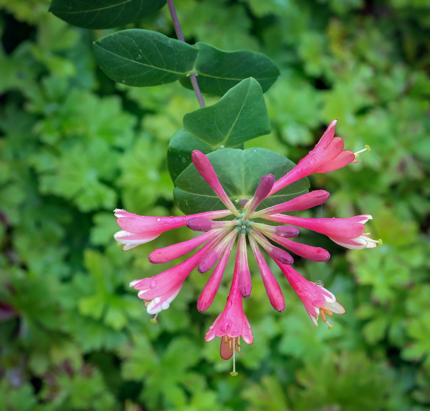 Image of genus Lonicera specimen.