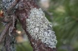 Hypogymnia tubulosa. Слоевище на живой ветви Pinus sibirica. Пермский край, Гремячинский р-н, хр. Рудянский Спой, ур. Каменный Город, вершина останца. 10.10.2020.