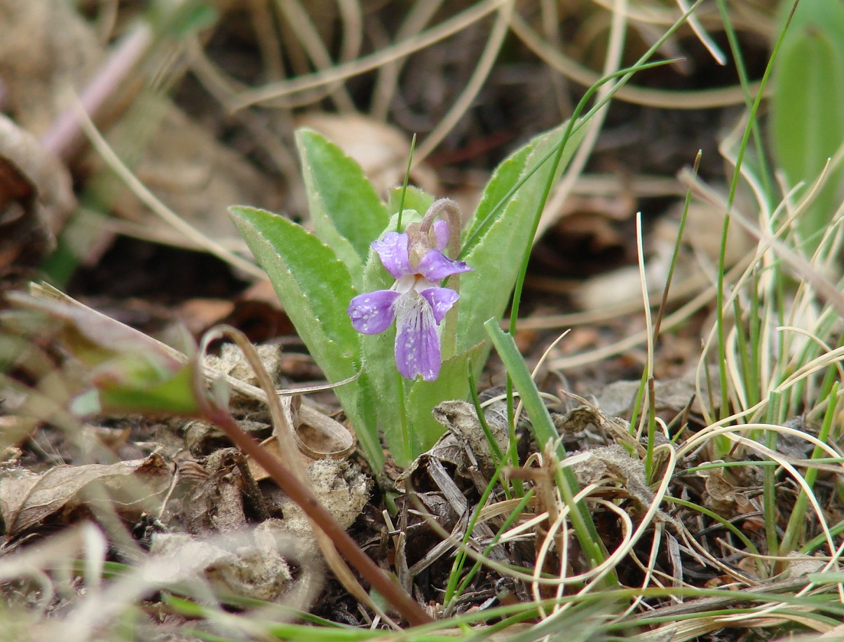 Изображение особи Viola gmeliniana.