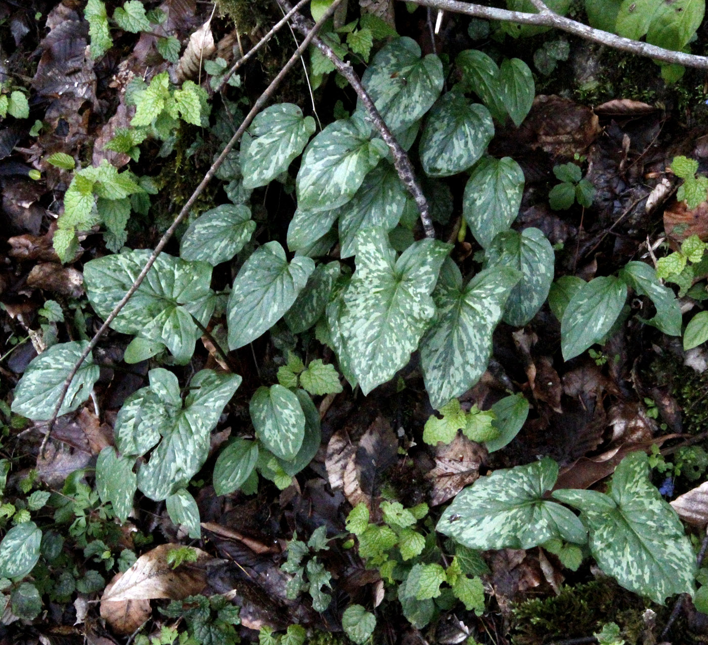 Image of Arum orientale specimen.