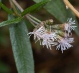 Aristeguietia persicifolia. Соцветия. Перу, регион Куско, археологический комплекс \"Писак\", склон правого борта реки Riachuelo Quitamayo. 12.10.2019.