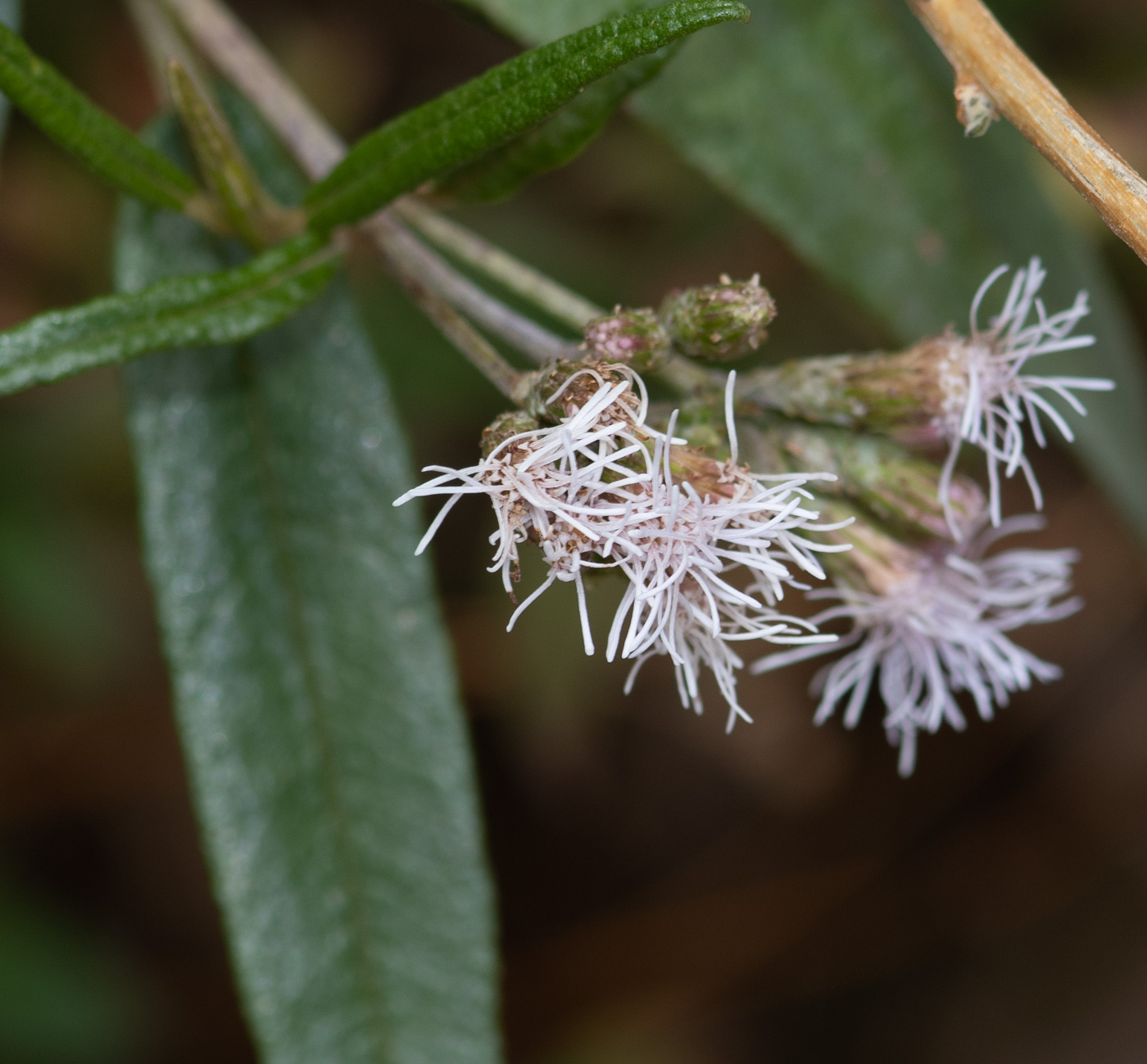 Изображение особи Aristeguietia persicifolia.