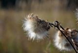 Cirsium vulgare. Соплодие. Тульская обл., Узловский р-н, окр. с. Люторичи, залежь. 04.10.2020.