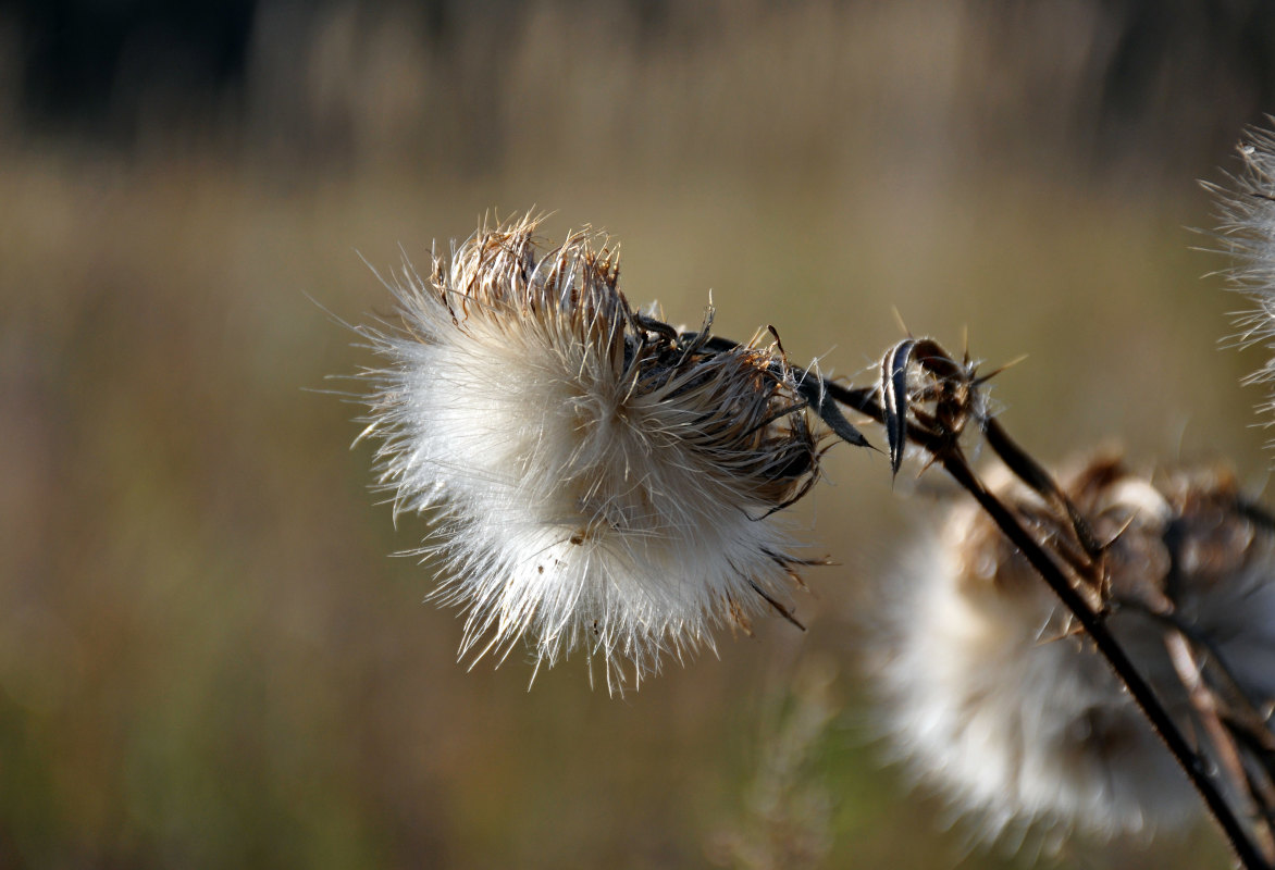 Image of Cirsium vulgare specimen.