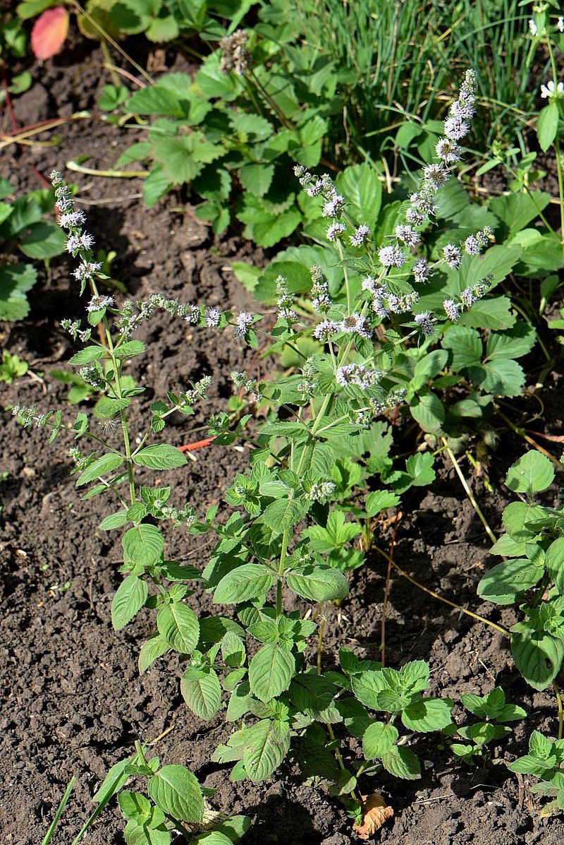 Image of Mentha &times; dalmatica specimen.