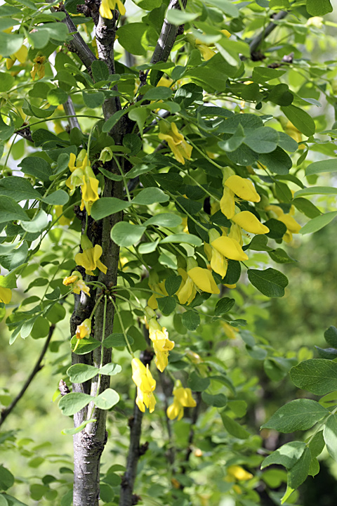 Image of Caragana arborescens specimen.