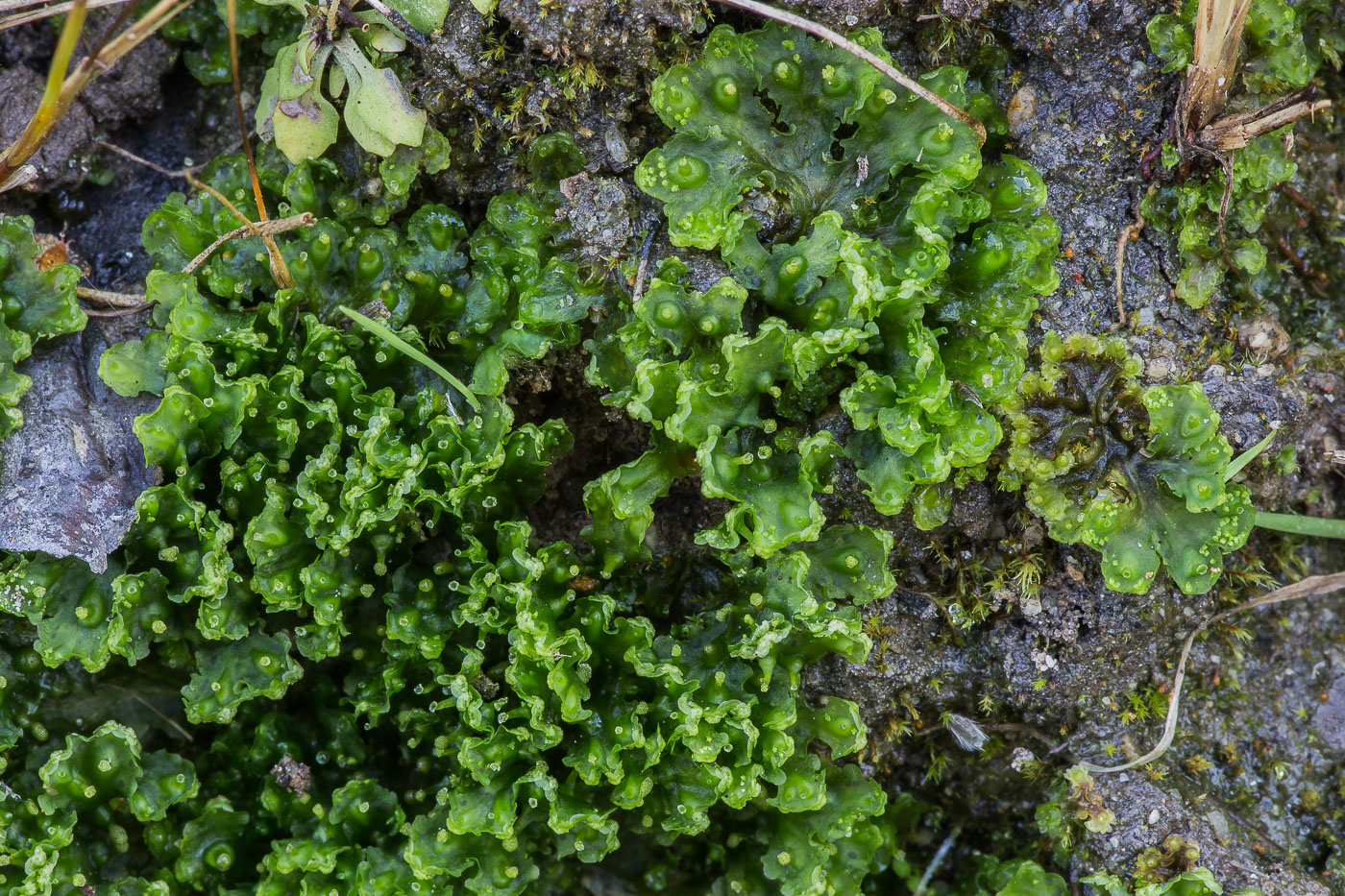 Image of Blasia pusilla specimen.