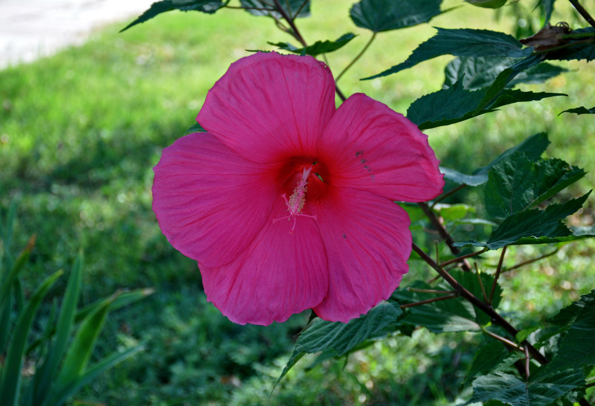 Image of Hibiscus × hybridus specimen.