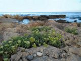 Crithmum maritimum