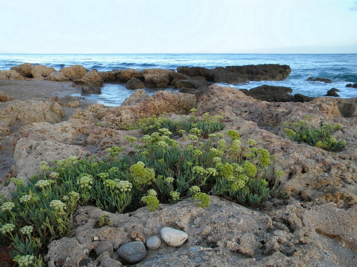 Изображение особи Crithmum maritimum.