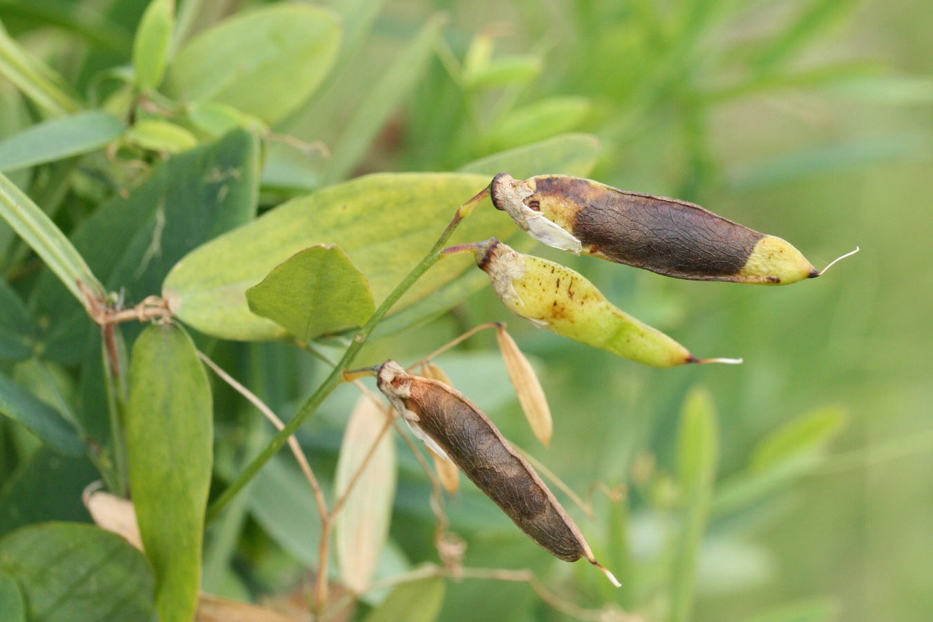 Изображение особи Lathyrus palustris.