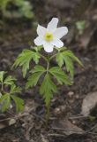 Anemone nemorosa