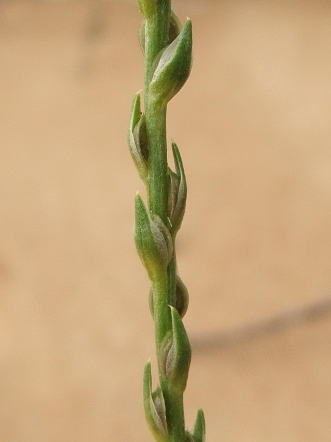 Image of Corispermum ucrainicum specimen.