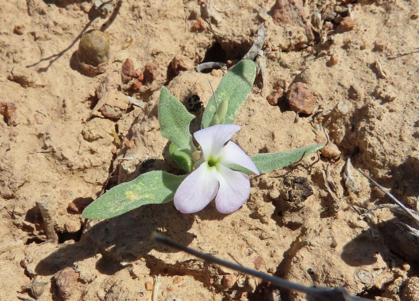 Image of Matthiola bucharica specimen.